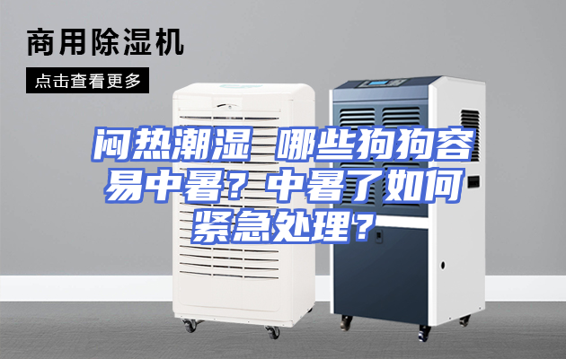 闷热潮湿 哪些狗狗容易中暑？中暑了如何紧急处理？