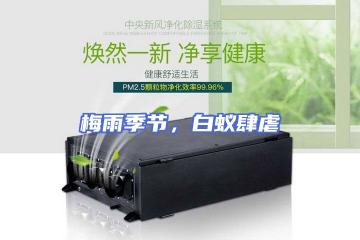 梅雨季节，白蚁肆虐
