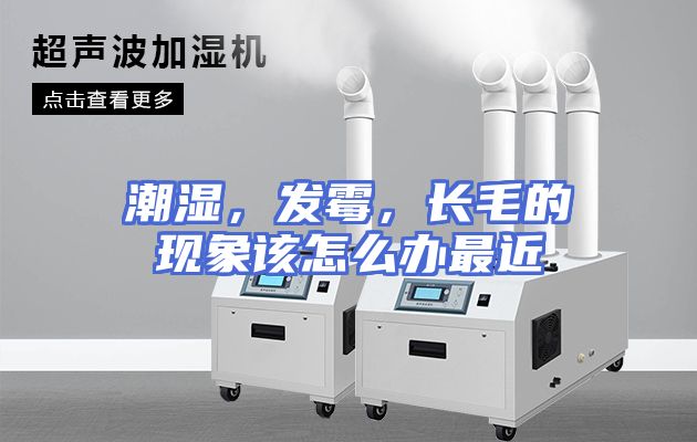潮湿，发霉，长毛的现象该怎么办最近