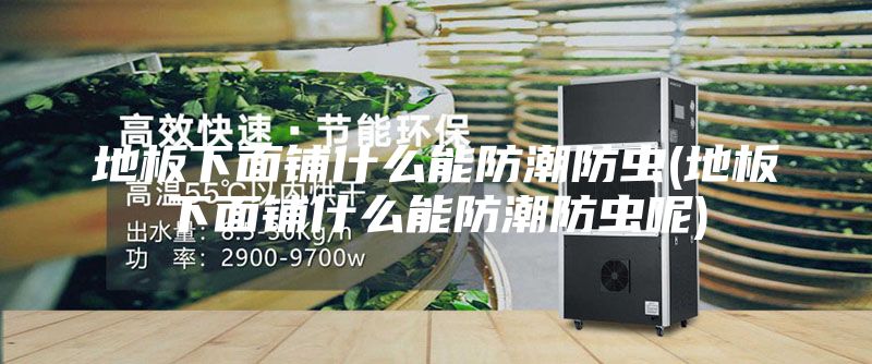 地板下面铺什么能防潮防虫(地板下面铺什么能防潮防虫呢)