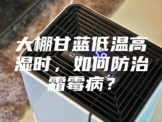 知识百科大棚甘蓝低温高湿时，如何防治霜霉病？