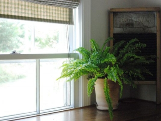 常见问题没有除湿机的房间如何用5种天然植物去除湿度