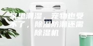 家里潮湿，宠物也受不了，除湿防潮还需除湿机