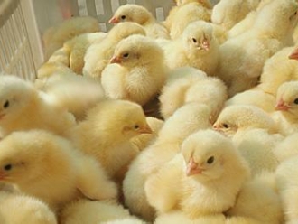 行业新闻蛋孵化场加湿和湿度控制