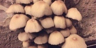 蘑菇食用菌除湿机加湿案例_重复