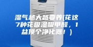 湿气越大越要养(花这7种花吸湿吸甲醛，1盆顶个净化器！)