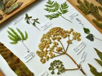 行业新闻潮湿对动植物标本的影响