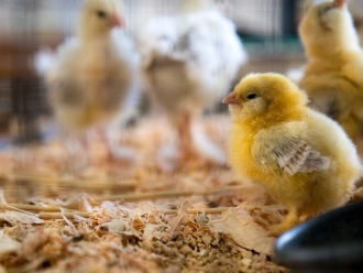 行业新闻孵化场为什么需要工业加湿器？